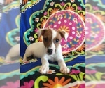 Small Photo #12 Jack Russell Terrier Puppy For Sale in TREZEVANT, TN, USA