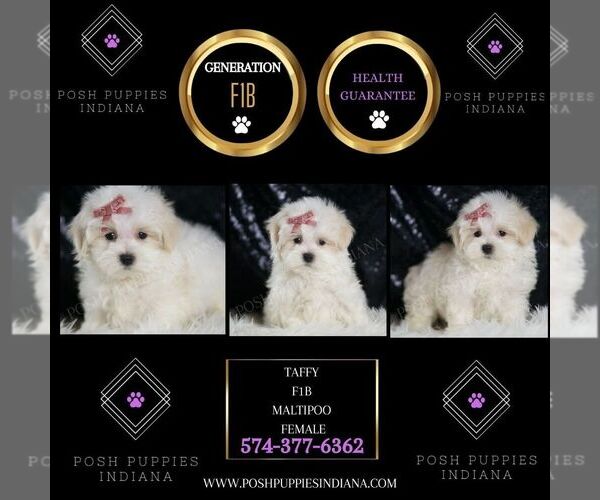 Medium Photo #2 Maltipoo Puppy For Sale in WARSAW, IN, USA