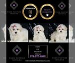 Small #1 Maltipoo