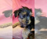 Small Photo #10 Yorkshire Terrier Puppy For Sale in ARLINGTON, TX, USA