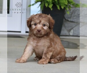 Cavapoo Puppy for sale in GORDONVILLE, PA, USA