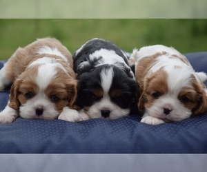 Cavalier King Charles Spaniel Puppy for Sale in WOODSTOCK, Illinois USA