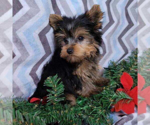 Medium Photo #2 Yorkshire Terrier Puppy For Sale in ARTHUR, IL, USA