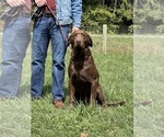 Small Photo #1 Labrador Retriever Puppy For Sale in NEOLA, WV, USA