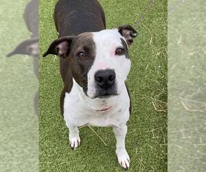 Mutt Dogs for adoption in Fayetteville, NC, USA