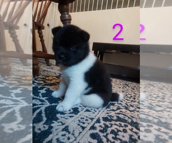 Medium Photo #5 Akita Puppy For Sale in JOHNSTOWN, PA, USA