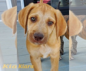 Catahoula Leopard Dog-Poodle (Standard) Mix Puppy for sale in JACKSONVILLE, NC, USA