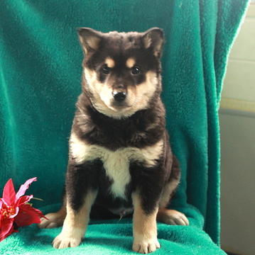 Medium Photo #1 Imo-Inu Puppy For Sale in GAP, PA, USA