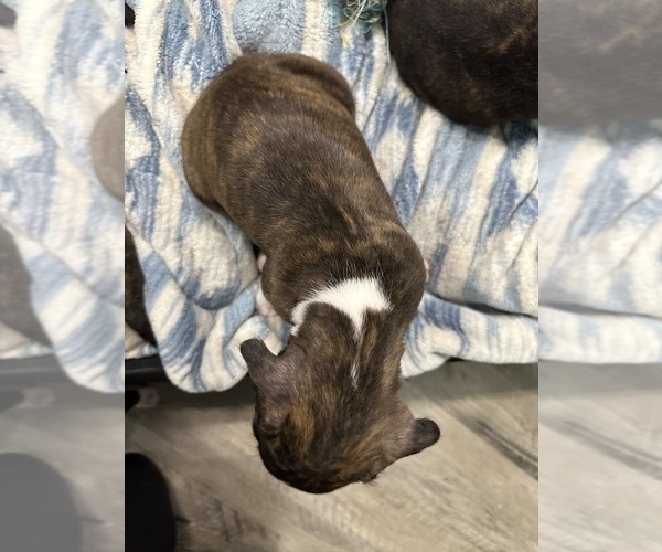 Medium Photo #55 Boxer Puppy For Sale in RALEIGH, NC, USA