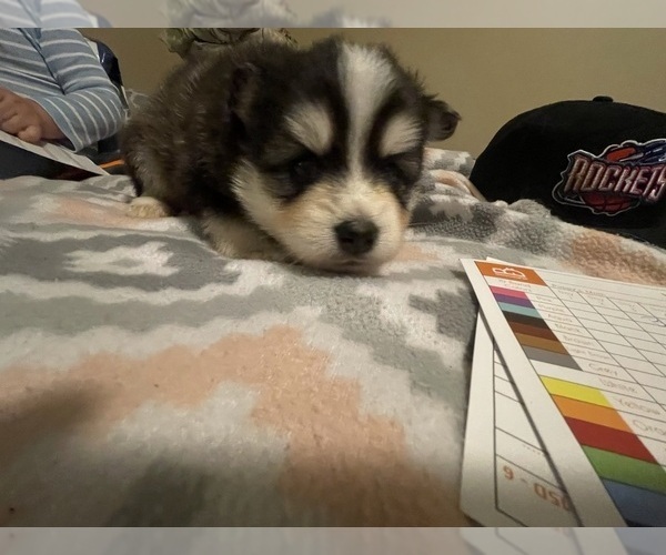 Medium Photo #3 Pomsky Puppy For Sale in KENTWOOD, MI, USA
