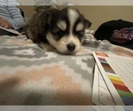 Small Photo #3 Pomsky Puppy For Sale in KENTWOOD, MI, USA