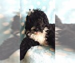Small Photo #7 Bernedoodle Puppy For Sale in LANCASTER, PA, USA