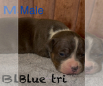 Puppy 1 American Bully