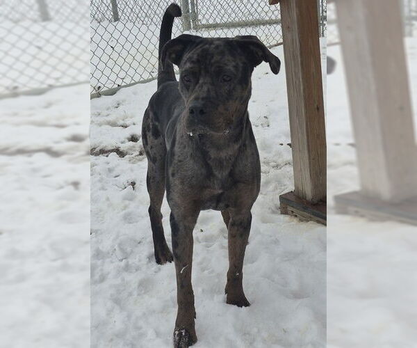 Medium Photo #1 Mutt Puppy For Sale in Decatur, IL, USA