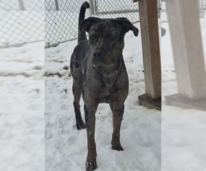 Mutt Dogs for adoption in Decatur, IL, USA