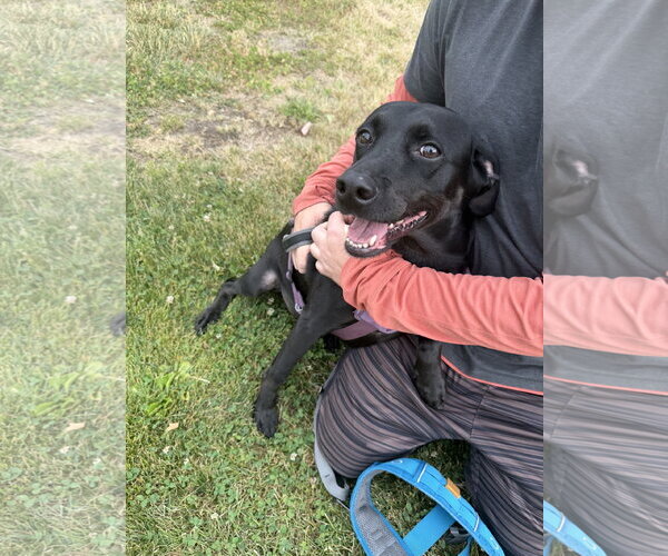 Medium Photo #1 Border Collie-Catahoula Leopard Dog Mix Puppy For Sale in Oakhurst, NJ, USA
