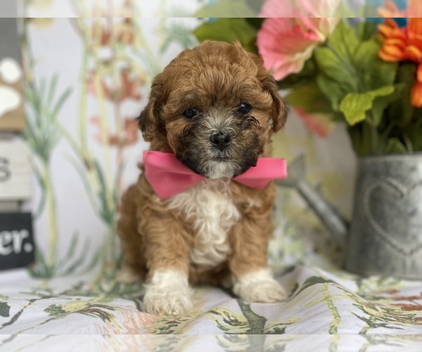 Medium Photo #5 Shih-Poo Puppy For Sale in LANCASTER, PA, USA
