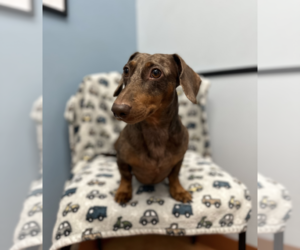 Milo - Female Dachshund Dog for Adoption - Photo #3