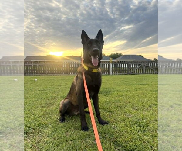 Medium Photo #4 Mutt Puppy For Sale in Imlay City, MI, USA