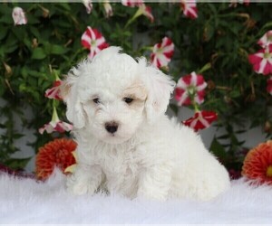 Poodle (Toy) Puppy for sale in FREDERICKSBG, OH, USA