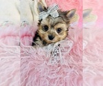 Small #18 Morkie