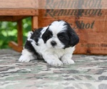 Small #2 Shih Tzu