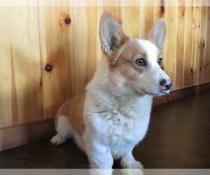 Father of the Pembroke Welsh Corgi puppies born on 01/23/2023