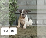 Small Photo #4 French Bulldog Puppy For Sale in PHILA, PA, USA
