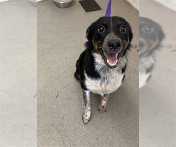Medium Photo #1 Australian Shepherd-Catahoula Leopard Dog Mix Puppy For Sale in San Bernardino, CA, USA
