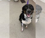 Small Australian Shepherd-Catahoula Leopard Dog Mix