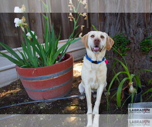 Labrador Retriever Dogs for adoption in Clovis, CA, USA