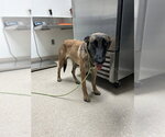 *PIXIE - Female Mutt Dog for Adoption - Small photo