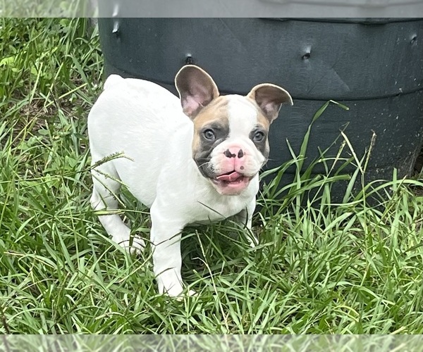Medium Photo #8 French Bulldog Puppy For Sale in SEBRING, FL, USA