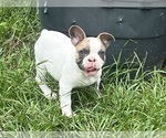 Small #7 French Bulldog