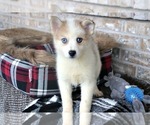 Small Photo #1 Pomsky Puppy For Sale in ADOLPHUS, KY, USA