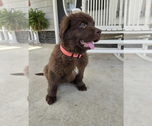 Medium Photo #2 Newfoundland Puppy For Sale in TILTON, IL, USA