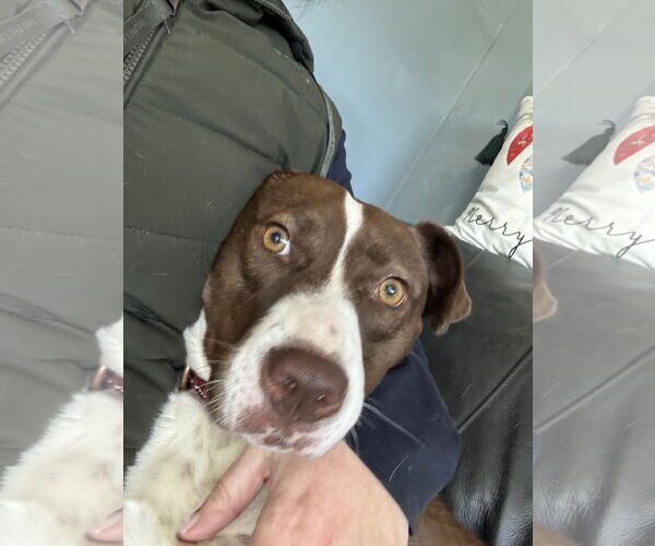 Medium Photo #8 Mutt Puppy For Sale in NEWPORT NH, NH, USA