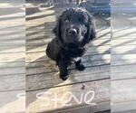 Small Photo #1 Golden Newfie Puppy For Sale in WELLMAN, IA, USA