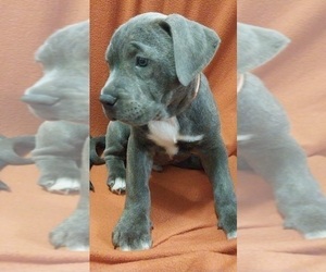 American Bully-Cane Corso Mix Puppy for sale in CHICORA, PA, USA