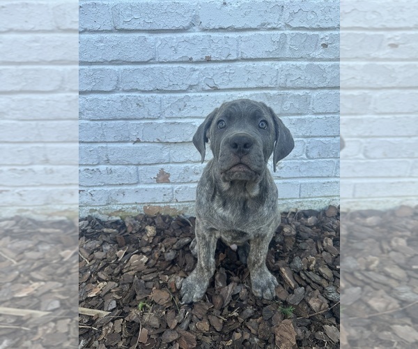 Medium Photo #3 Cane Corso Puppy For Sale in PALOS HEIGHTS, IL, USA