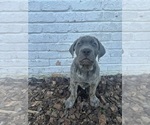 Small Photo #3 Cane Corso Puppy For Sale in PALOS HEIGHTS, IL, USA