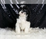 Small #6 Cavapoo