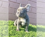Small Photo #16 French Bulldog Puppy For Sale in MOBILE, AL, USA