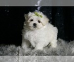 Small Photo #98 Maltese Puppy For Sale in WARSAW, IN, USA