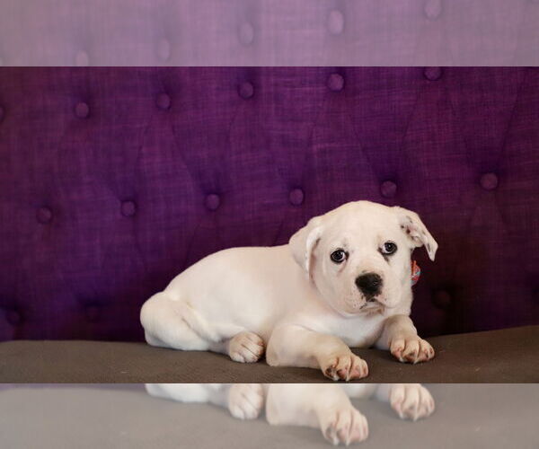 Medium Photo #2 Bulloxer Puppy For Sale in Rockaway, NJ, USA