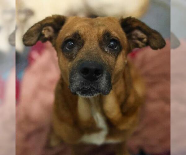 Medium Photo #1 Rhodesian Ridgeback-Unknown Mix Puppy For Sale in San Antonio, TX, USA