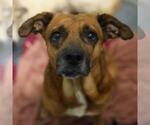 Small Rhodesian Ridgeback Mix