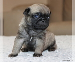 Small #7 Pug