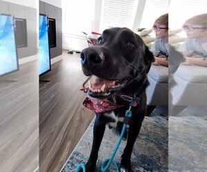 Collie Dogs for adoption in Salt Lake City, UT, USA