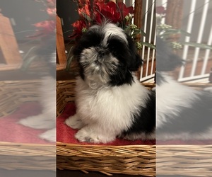 Shih Tzu Puppy for Sale in BRIDGETON, New Jersey USA